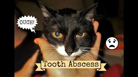 Cat Abscess Leaking at Rick Avery blog