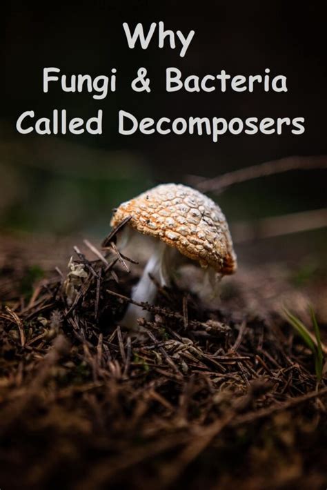 Why Bacteria and Fungi are called Decomposers? - Food Chain and Web