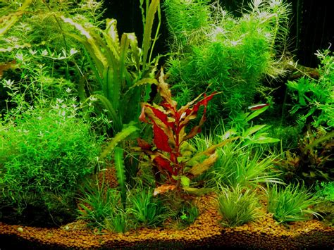 Guppy Grass: A Detailed Care Guide - FishHQ