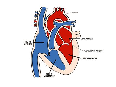 Body Basics: The Heart (Slideshow)