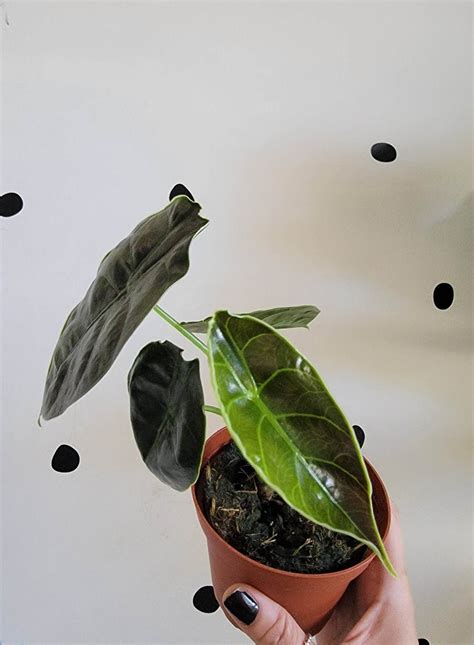 Alocasia "AZLANII" 4" – POLKALEAFY