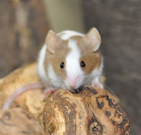 Fancy Mice (Mus musculus) | Pet mice, Fancy mouse, Pet rodents