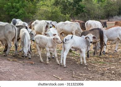 1,254 Cow Eating Corn Images, Stock Photos & Vectors | Shutterstock