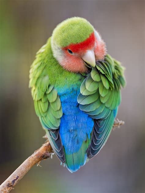 Training and Handling African Love Birds