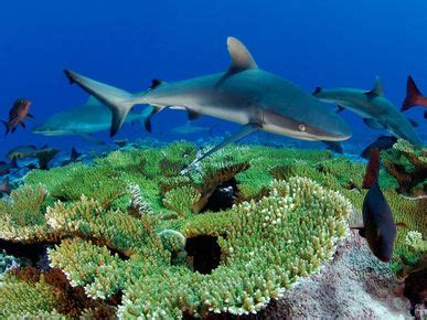 Reef Shark - Shark Facts For Kids