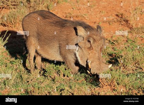 A warthog (Phacochoerus africanus) in natural habitat, South Africa ...