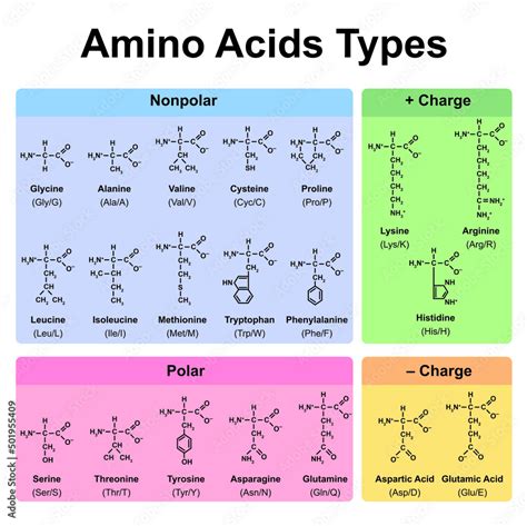 Amino Acids Types Table. Showing The Chemical Structure of Amino Acids ...