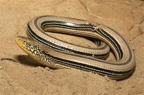 Top 10 Slender Glass Lizard Facts - The Lizard With No Legs?