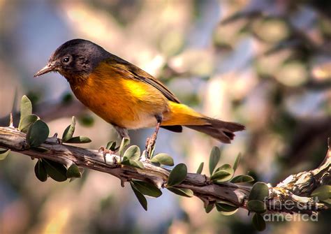 Nashville Warbler II Photograph by Robert Bales - Fine Art America