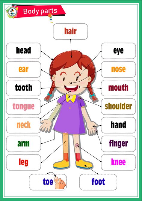 Body Parts English Activities For Kids, Learning English For Kids, English Worksheets For Kids ...
