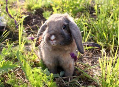 How Big Do Dwarf Rabbits Get? (with Size Comparison Chart)