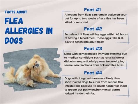 Flea Allergies In Dogs: Causes, Symptoms, Treatment