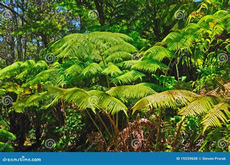 Ferns in the rainforest stock photo. Image of rainforest - 19259608