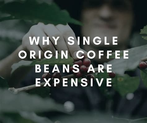 Why Single Origin Coffee Beans are Expensive - Coffee Informer