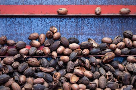 Texas pecan production below average, demand remains strong - National Nut Grower