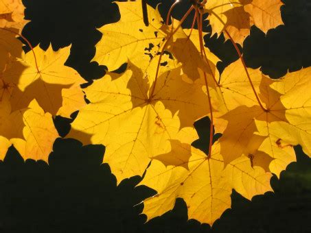 Images Gratuites : arbre, branche, lumière du soleil, feuillage, l'automne, saison, érable ...