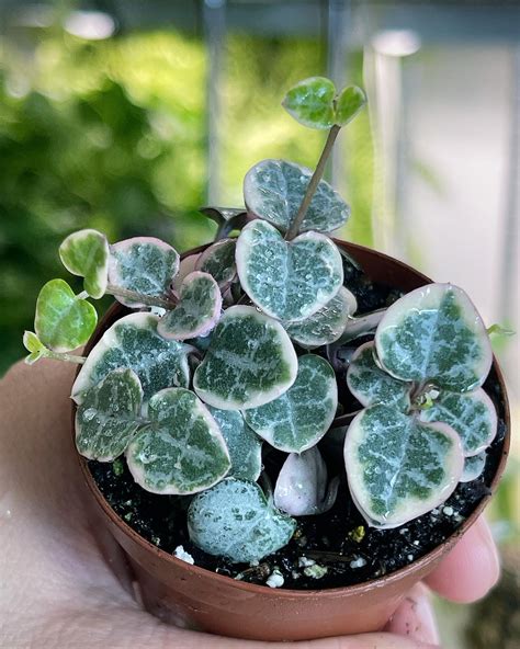 String of Hearts Variegated