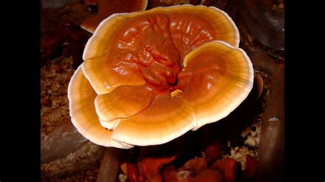 Reishi Mushroom Dose- Recommended Dosage, Precautions, Side effects ...