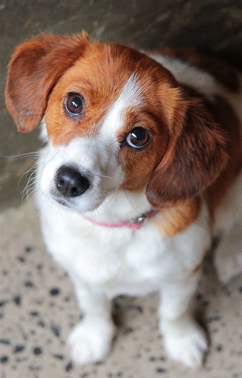 Cavalier king charles spaniel mix - titanlader