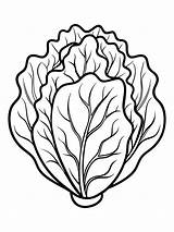 Lettuce coloring Book Pages For Children And Adults With Vector Design  sketch template