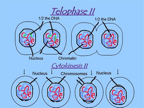 MEIOSIS. - ppt download