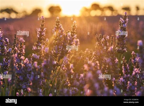 Lavender field at sunset Stock Photo - Alamy