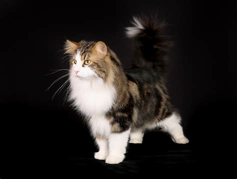 Have anyone declawed their cat? - NorwegianCat.com