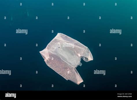 Plastic Pollution in the Ocean - A discarded plastic bag drifting underwater in a tropical ocean ...