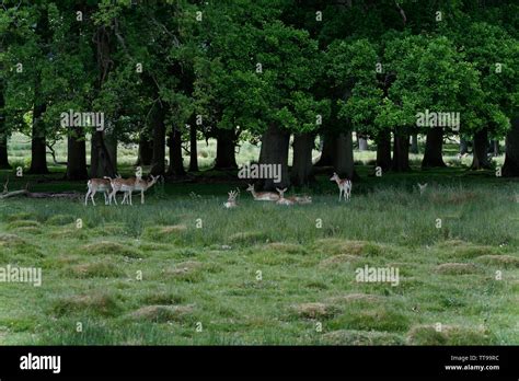 A large heard of fallow deer, UK Stock Photo - Alamy