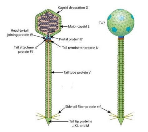 11 Bacteriophage Examples – StudiousGuy