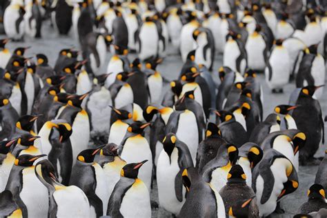 Emperor Penguin Huddle