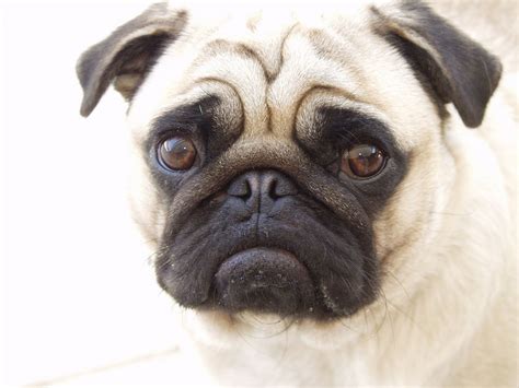 Pug - Puppies, Rescue, Pictures, Information, Temperament, Characteristics | Animals Breeds