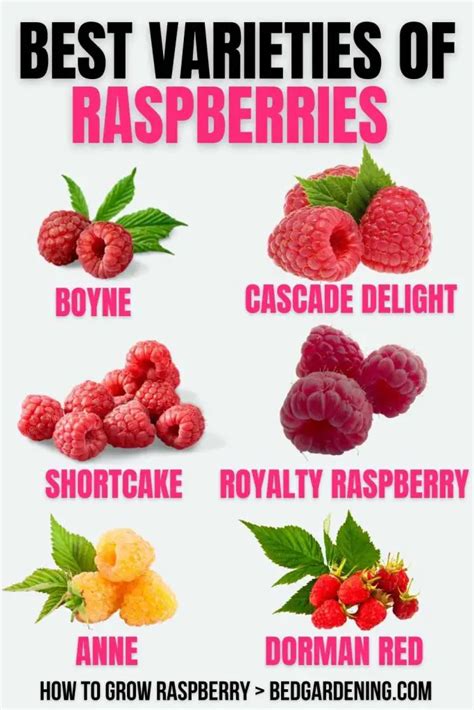 HOW TO GROW RASPBERRIES IN RAISED BEDS? – Bed Gardening