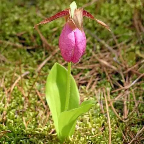 What Grows in Fens? (Types of Fen Plants) - Pond Informer