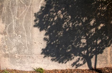 Tree Shadow #1(abstract photograph) - Jodi Hersh Fine Art