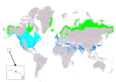 Dunlin - Facts, Diet, Habitat & Pictures on Animalia.bio