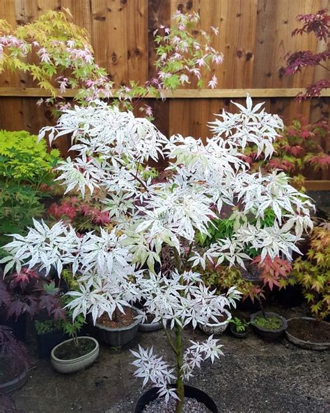 Acer palmatum 'Ukigumo' | Japanese maple garden, Japanese garden plants, Japanese garden