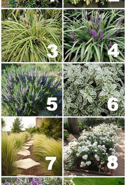 Native, Drought Tolerant Plants for Your Yard | Drought tolerant garden, Drought tolerant plants ...