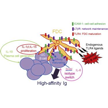 Dendritic Cells, Follicular; Follicular Dendritic Cells