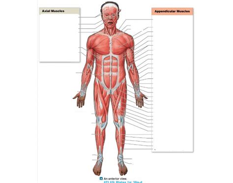 Ch 11 Muscular System: Axial and Appendicular Muscles Diagram | Quizlet