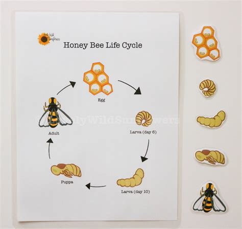 Printable Bee Life Cycle Worksheet