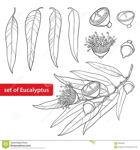 Vector Set of Eucalyptus Globulus or Tasmanian Blue Gum