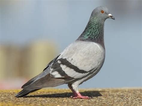 Rock Pigeon | Celebrate Urban Birds