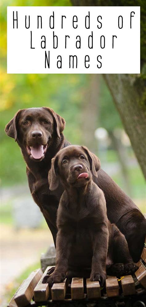 Labrador Names - Over 300 Yellow, Black and Chocolate Lab Names