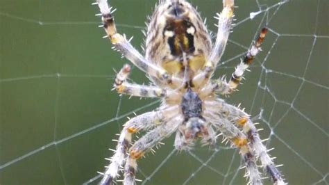 Spider Web Construction in Slow Motion - YouTube