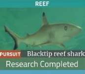 Blacktip Reef Shark | HOLOCENE Mobile Wiki | Fandom