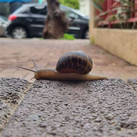 What Is The Top Speed Of A Snail? (Ultimate Guide)