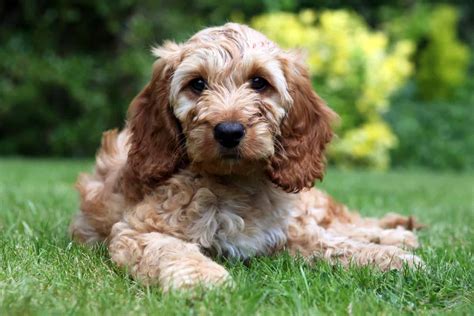 Cavapoo vs Cockapoo: Which Poodle Mix is a Better Choice For You