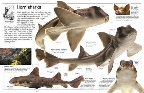 DK Eyewitness Books: Shark - A2Z Science & Learning Toy Store