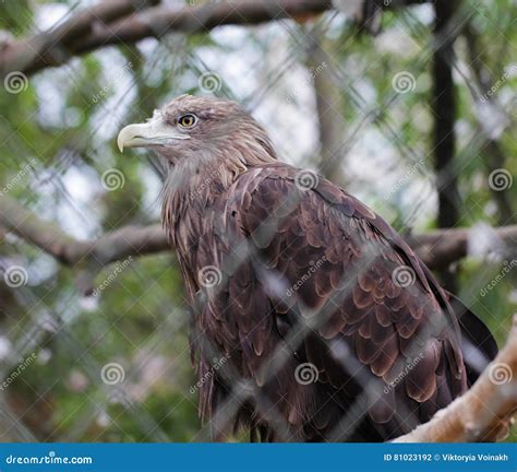 Golden Eagle Bird Close Up Animal Portrait Stock Photo - Image of feather, sharp: 81023192